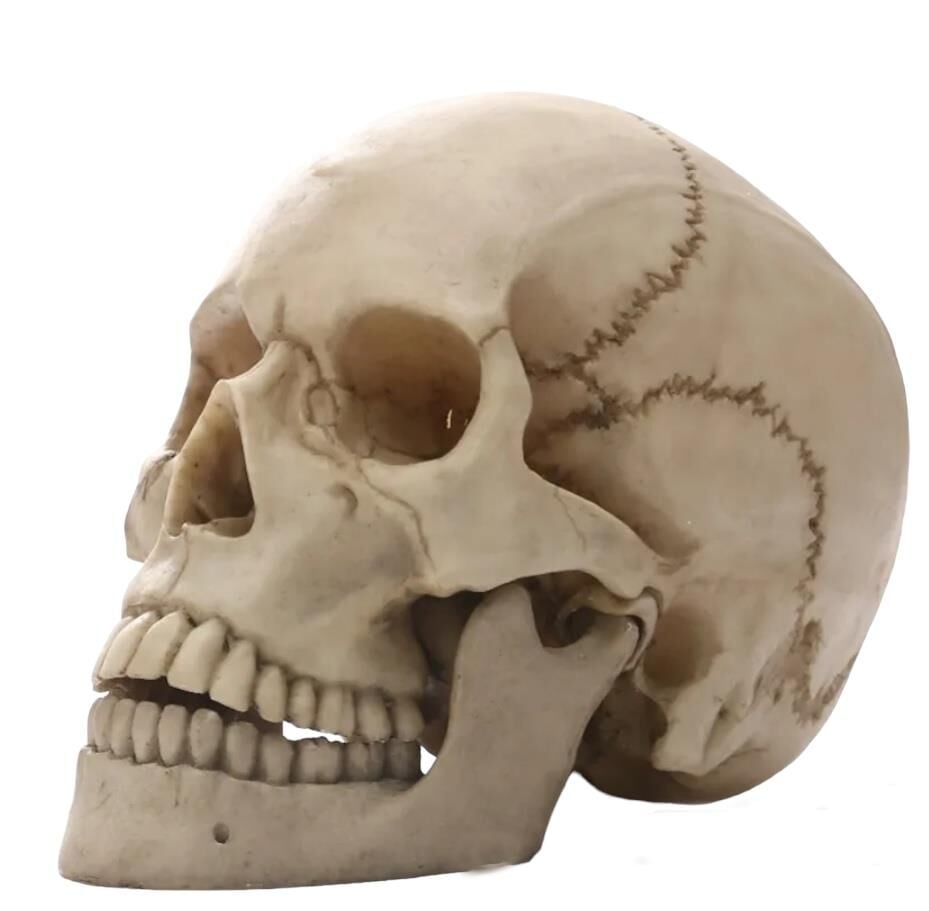 1:1 İnsan Kafası Kafatası Heykeli Dekor Tıbbi Öğretim Kroki Modeli Heykel Eskitme
