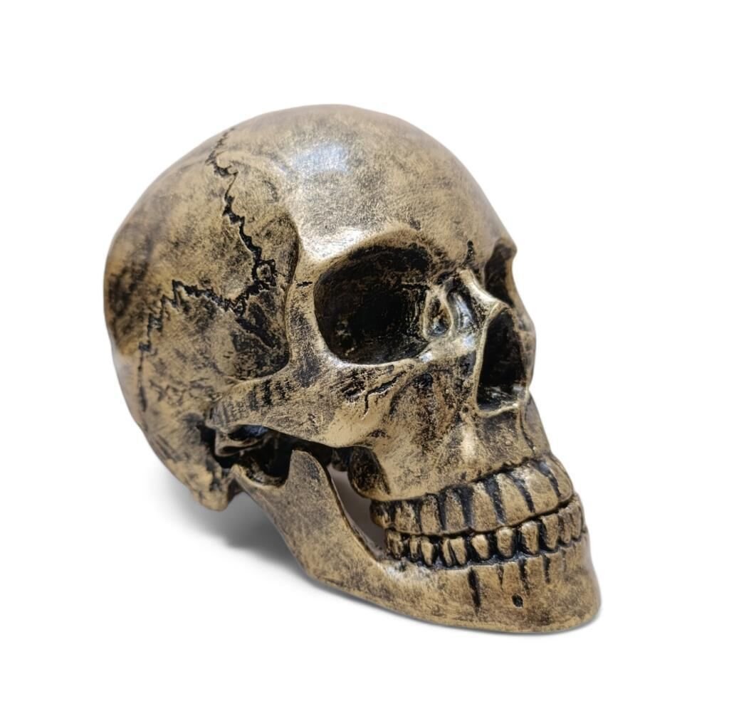 1:1 İnsan Kafası Kafatası Heykeli Dekor Kroki Modeli Heykel